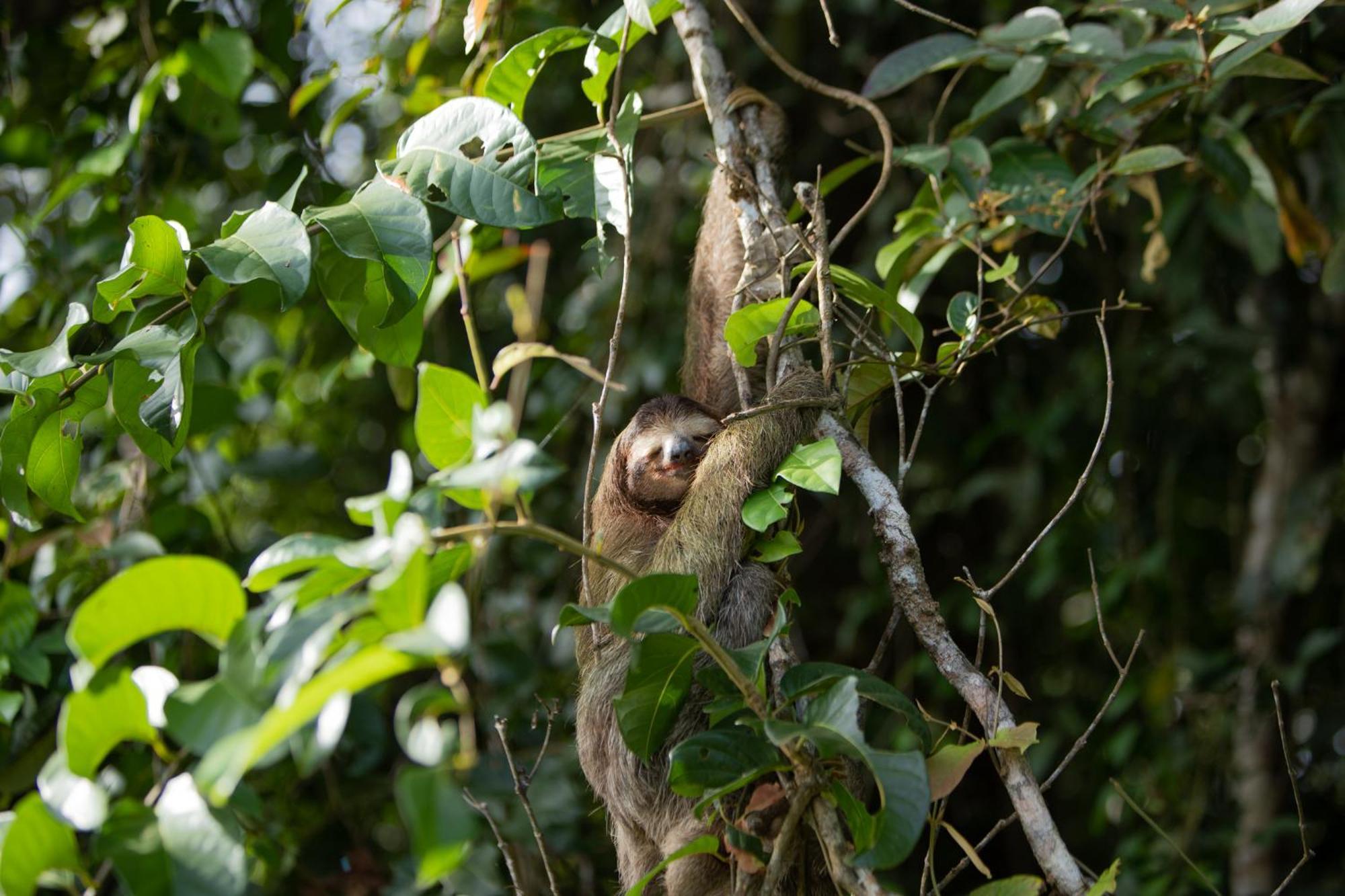 Evergreen Lodge Tortuguero Exterior photo